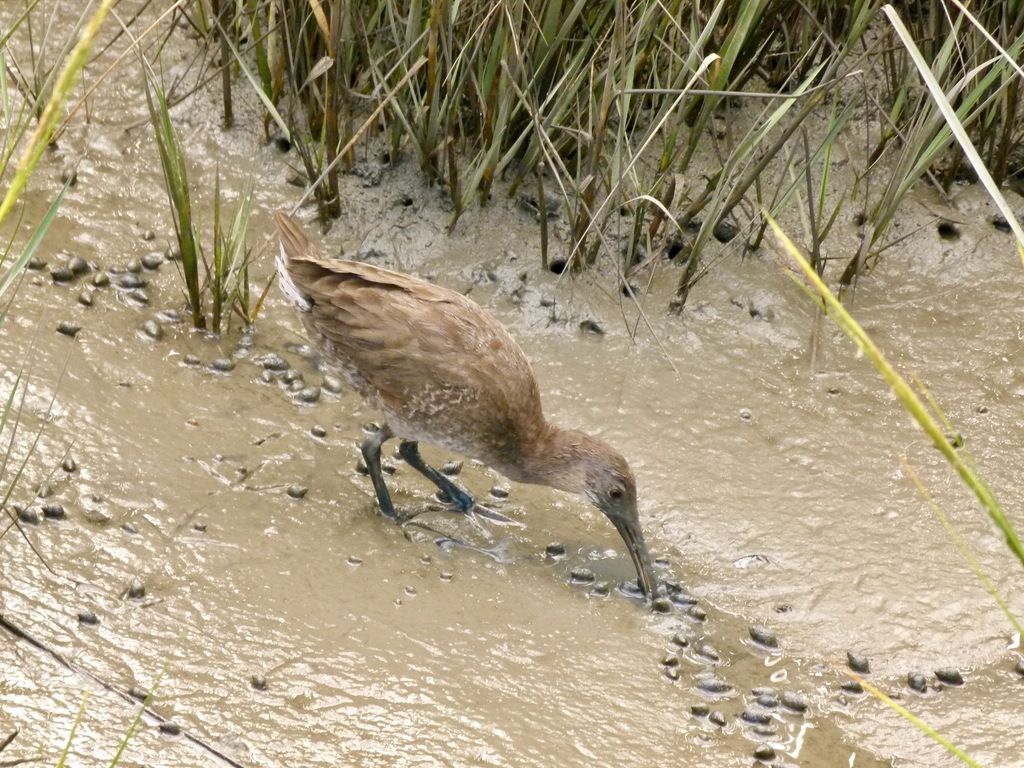 Rallus crepitans by botanygirl is licensed under CC BY 4.0.